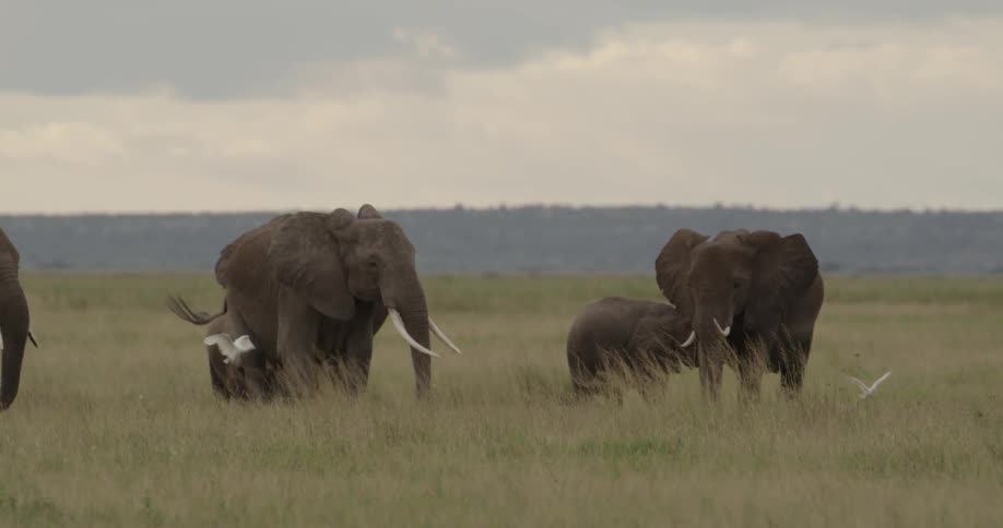 Elephants and birds in a grassy field