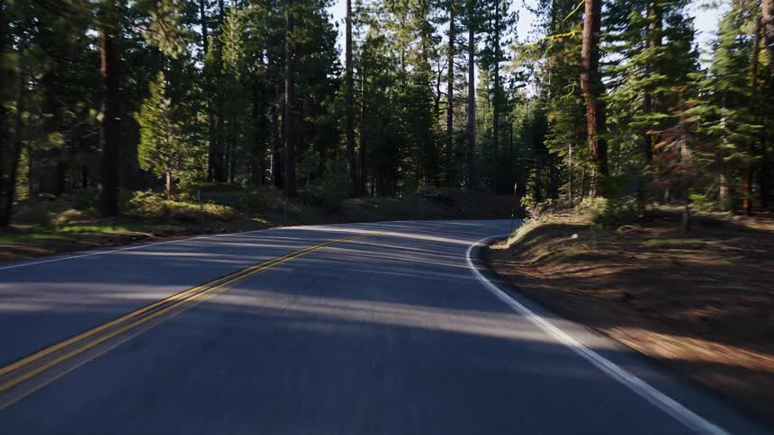 A serene point-of-view drive along a winding, sun-dappled road through a dense evergreen forest