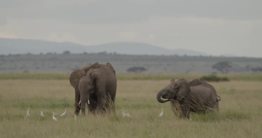 A baby elephant runs playfully among the adult herd