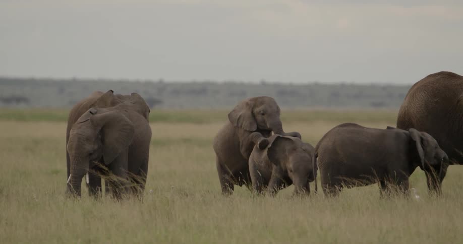 Two young elephants play amongst a herd of elephants