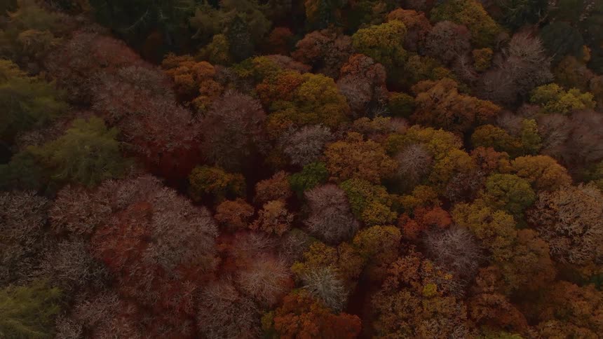 An overhead drone shot captures the beautiful and muted colors of a dense autumn forest