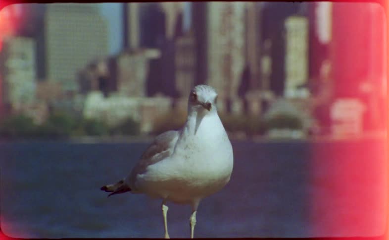 A lone seagull stands on a railing with the New York City skyline in the background on a sunny day, captured on vintage film with a red light leak effect