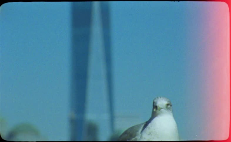 A seagull perches in the foreground of a vintage shot that rack focuses to reveal the One World Trade Center in the New York City skyline