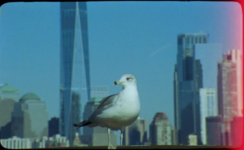 Vintage film captures a lone seagull perched on a railing, calmly observing the bustling New York City skyline on a clear day