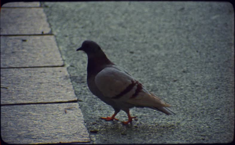 A vintage 16mm film clip shows a lone pigeon walking on a wet city street
