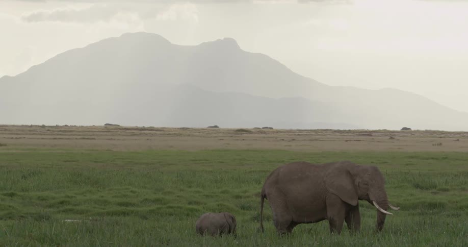 Adult and baby elephant standing in a field