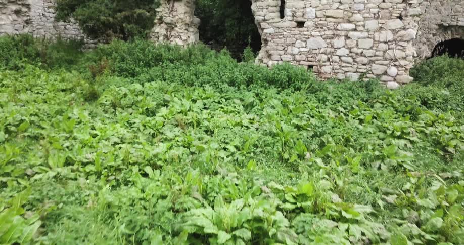 Tall green plants lead to a stone wall