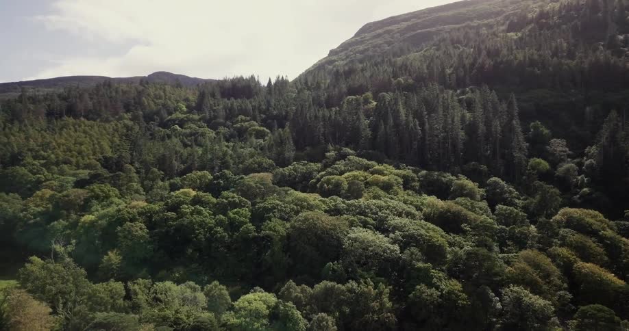The sun shines down on trees on a mountainside