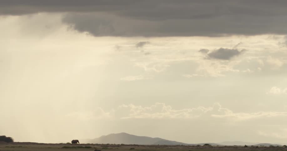 Elephant walks on the savannah on a cloudy day