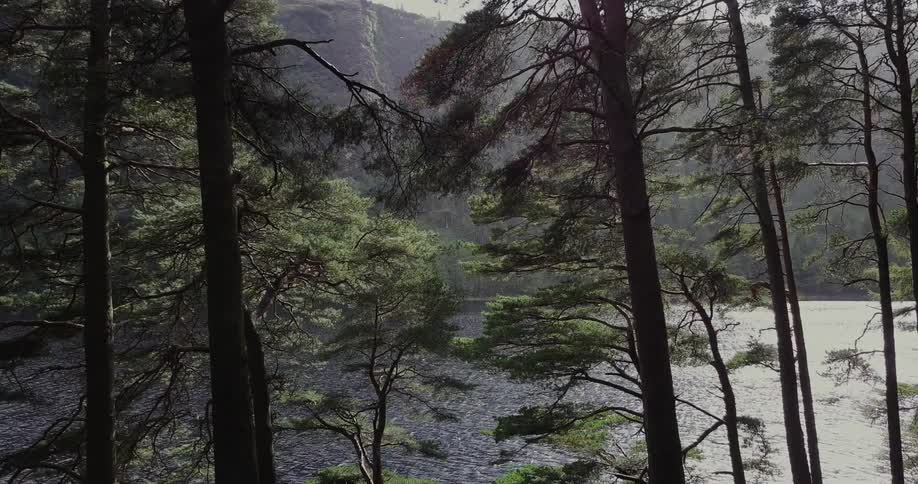 River water flows through a forest