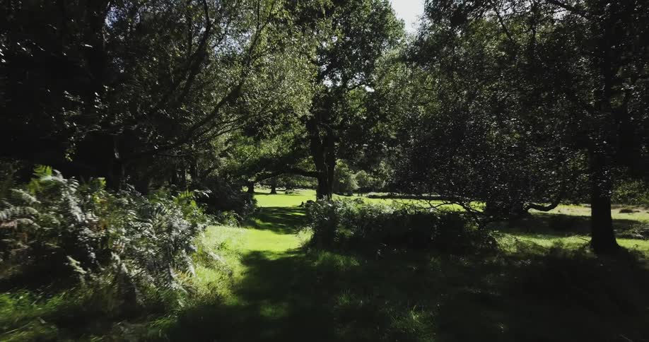 The sun is shining bright in through the branches of the trees
