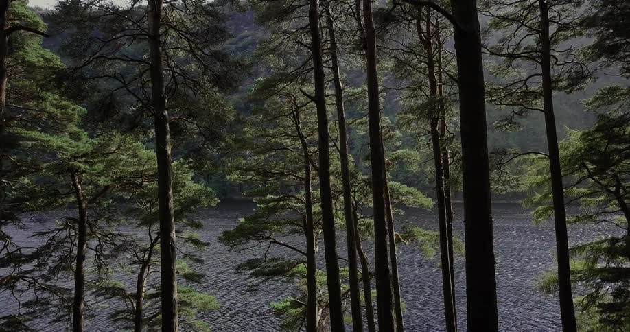 Tall trees line this lake