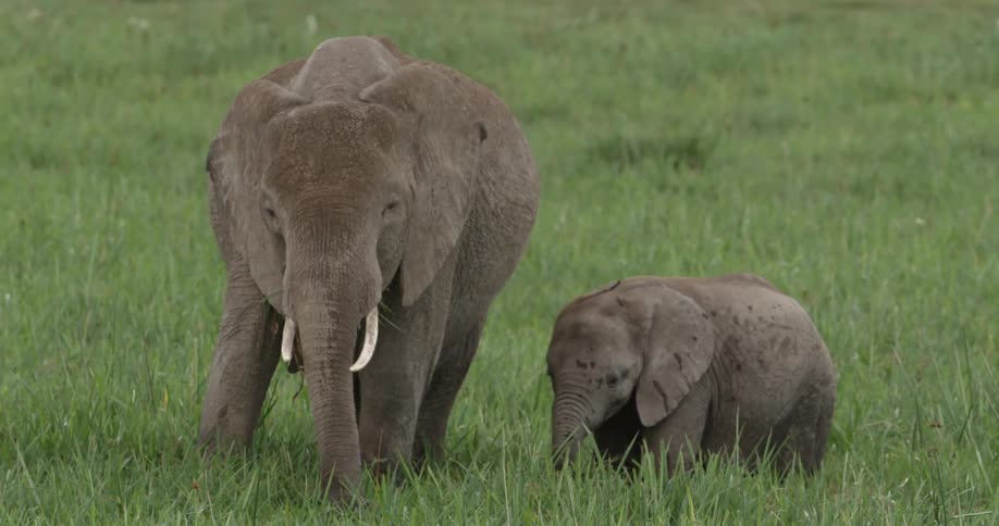Baby elephant standing beside its parent in tall grass