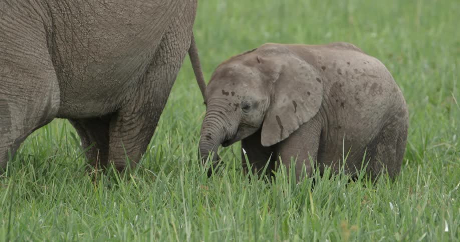 Baby elephant standing beside its parent in tall grass
