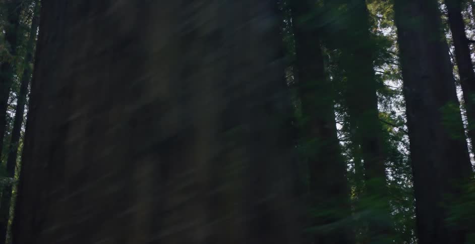 A swift journey through a sunlit redwood forest, gazing up at the towering trees as they blur past in a dreamlike motion