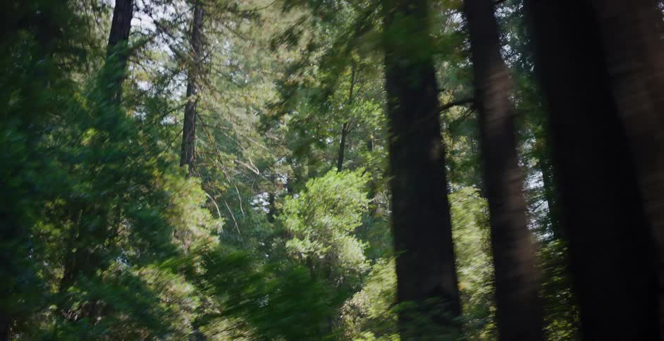 An artistic, motion-blurred point-of-view shot looking up at giant redwood trees while driving through the forest on a sunny day