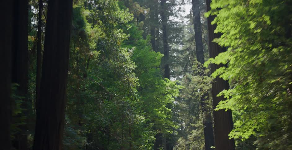 Slow pan through a majestic sunlit forest of towering redwood trees