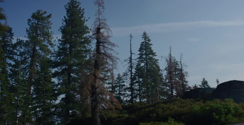 Slow tracking shot moves past a pine tree to reveal a rocky forest landscape under a clear sky