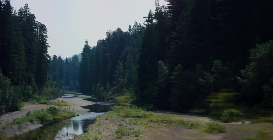 Tracking shot revealing a tranquil river flowing through a lush, dense evergreen forest