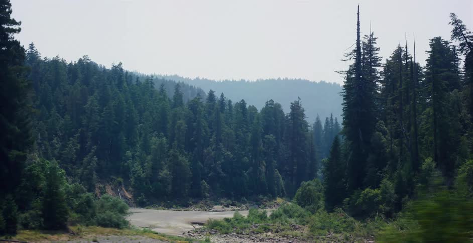A blurry, fast-moving point-of-view shot passes a dense evergreen forest and riverbed on a hazy day
