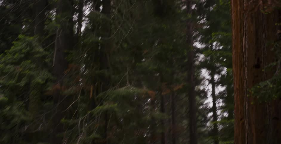 A young woman in a classic car gazes up in wonder at the immense trunk of a giant Sequoia tree in a majestic forest