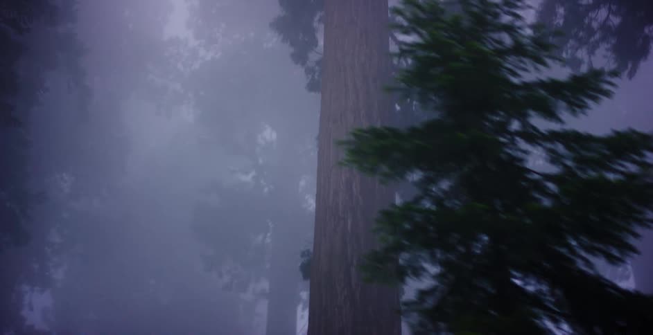 A dizzying low-angle pan and tilt reveals a giant sequoia tree trunk disappearing into the thick, mysterious fog