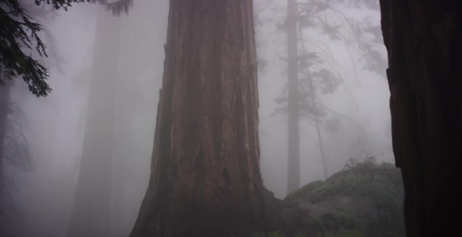 The camera slowly tilts up the immense trunk of an ancient sequoia tree standing in a dense, moody fog