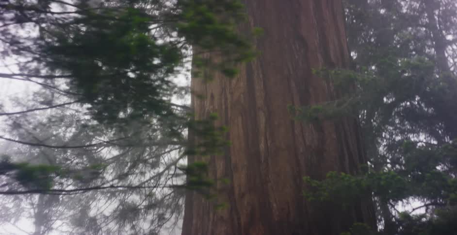 A mysterious slow pan revealing the immense scale of a giant sequoia tree in a foggy forest