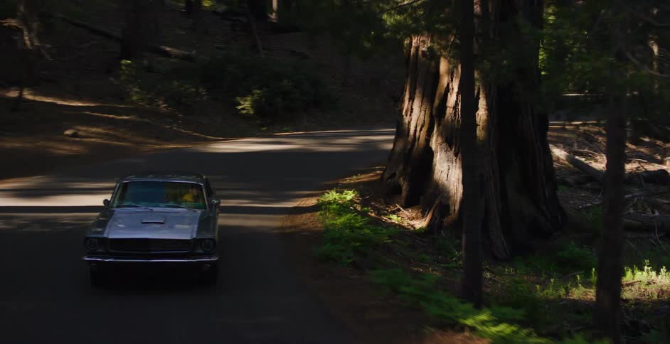Aerial view follows a classic silver Mustang driving down a scenic road through a sun-dappled redwood forest