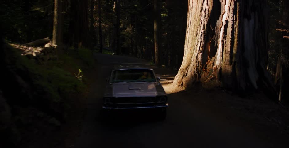 A vintage grey Mustang drives along a winding road through a sun-dappled forest of giant redwood trees