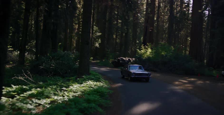 A vintage car drives on a winding road through a majestic, sunlit redwood forest