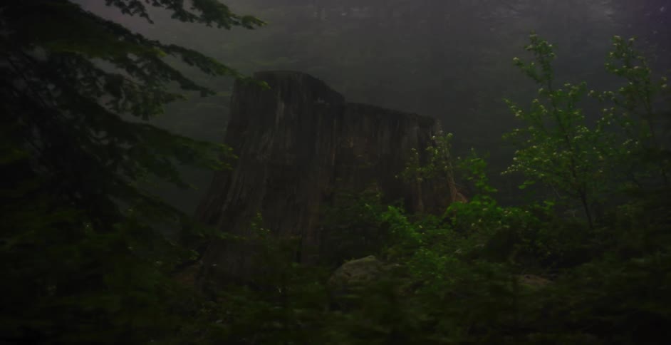 An ancient, massive tree stump sits silently in a dark, mysterious forest shrouded in thick fog