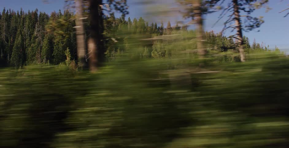 A fast-moving side-scrolling view of a dense pine forest on a sunny day