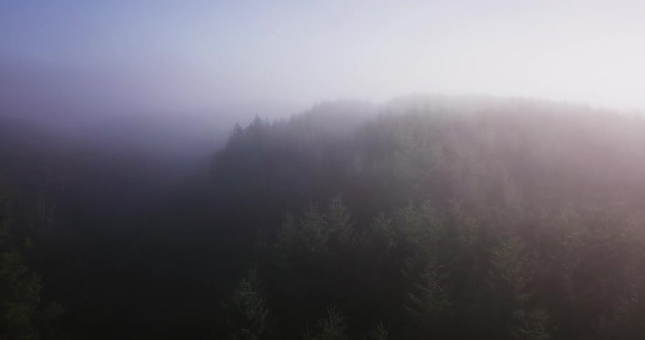 A foggy forest is shown below