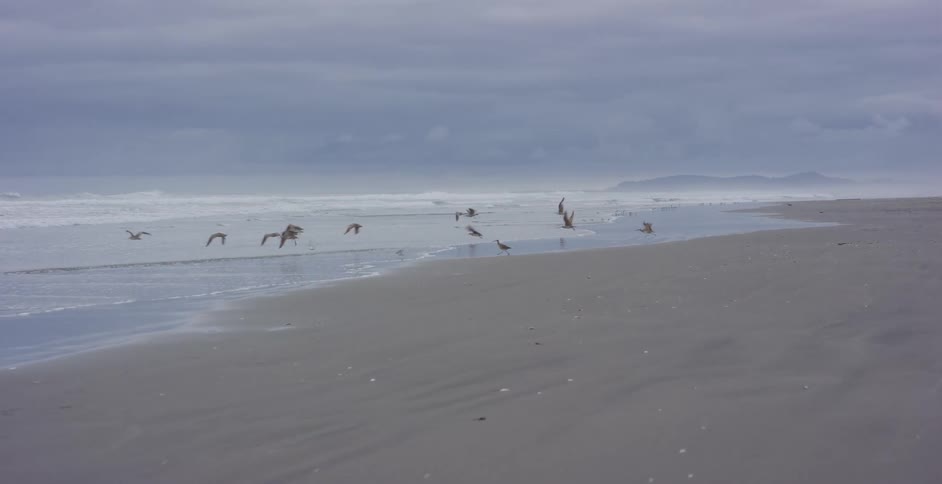 A flock of seagulls gracefully flies in slow motion over the shoreline on a cloudy and overcast day