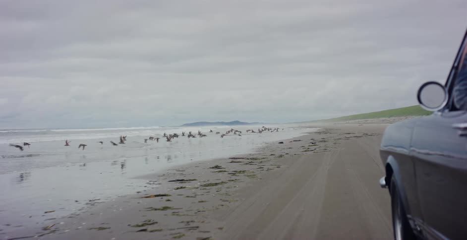 Slow motion shot from a car driving on an overcast beach, scattering a flock of seagulls along the shoreline