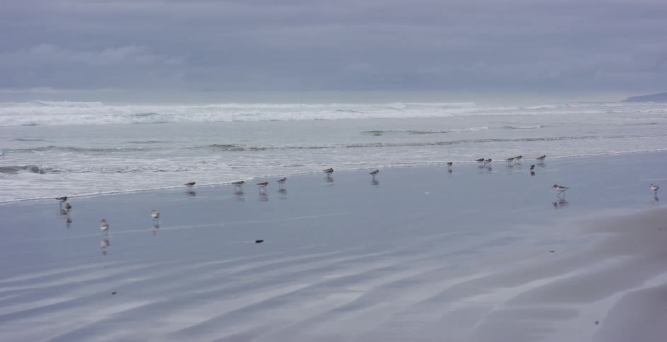 A flock of sandpipers scatters and flies away in slow motion as the tide rolls in on a foggy, overcast day