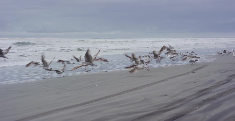 A flock of seagulls takes flight in slow motion from the sandy shore of an overcast beach with rolling waves