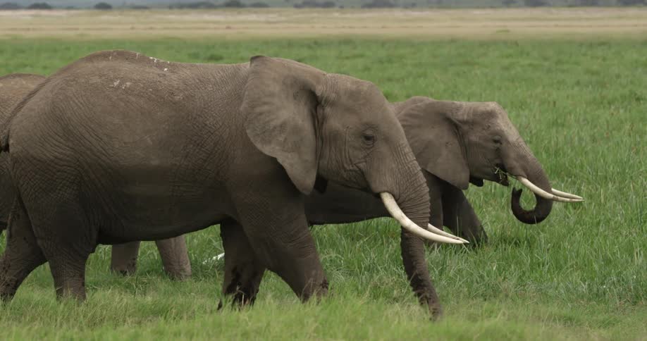 Elephants grazing in a grassy area