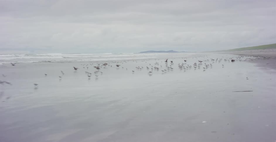 A flock of birds takes flight in slow motion as a woman with her arm out the window drives a classic car along a misty beach