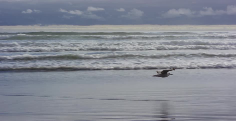 A seagull gracefully flies in slow motion over the breaking ocean waves along the shoreline