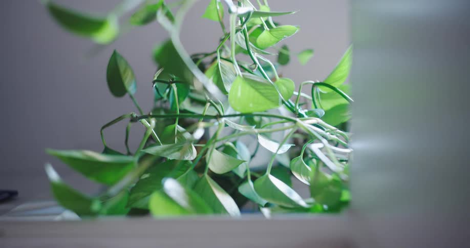 A dramatic low-angle time-lapse reveals a hanging houseplant as the light shifts from darkness to day