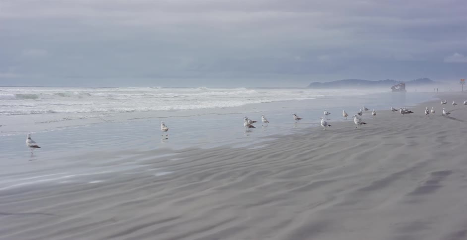 A flock of seagulls fly in slow motion over a foggy beach on an overcast day, landing on the wet sand by the ocean waves