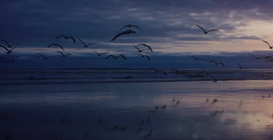 A flock of silhouetted seagulls takes flight in slow motion over a reflective, wet sandy beach at dusk