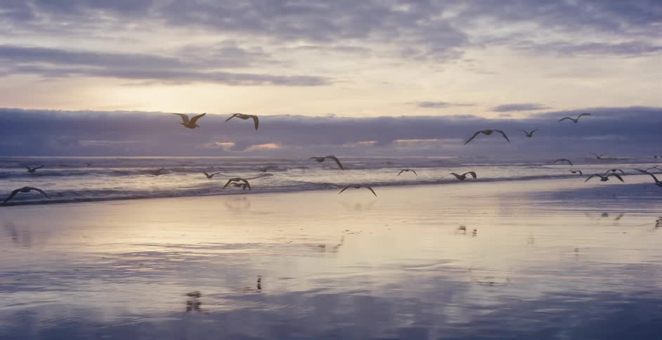 In slow motion, a flock of seagulls gracefully soars over the shoreline, their reflections gliding across the wet sand at sunset
