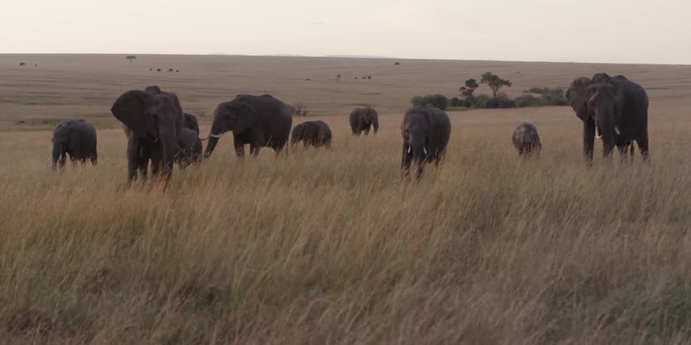 A herd of elephants walking through tall grass