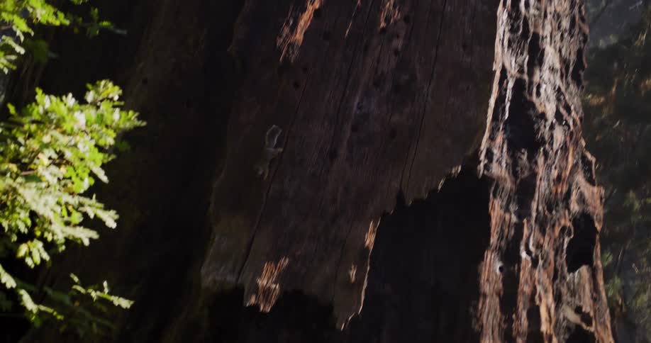 A lizard climbs a giant sequoia tree trunk, revealing a hiker on a sunny trail in the forest