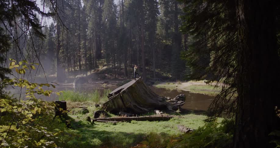 A person stands on a giant fallen tree stump, taking in the serene view of a misty lake in a vast sequoia forest