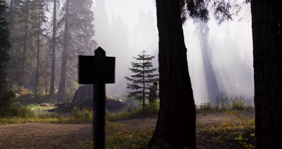 A lone person walks along a path through a majestic foggy forest as golden sunbeams radiate through the tall trees