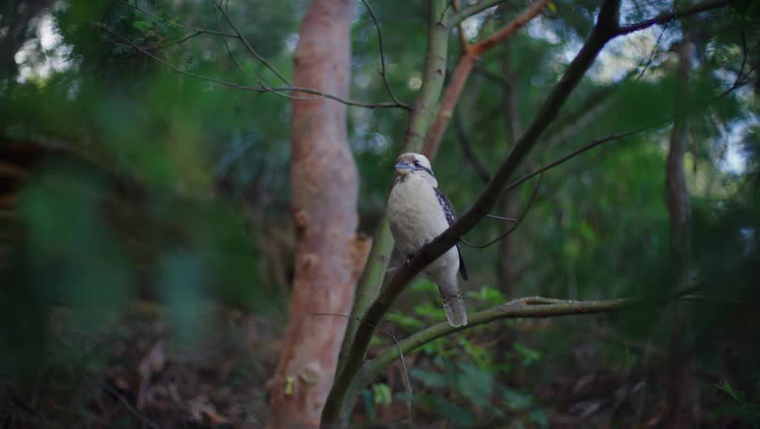 A kookaburra rests on a branch in a dense, green Australian forest, looking around its natural habitat